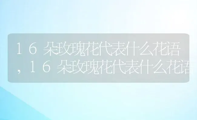 16朵玫瑰花代表什么花语,16朵玫瑰花代表什么花语 | 养殖科普