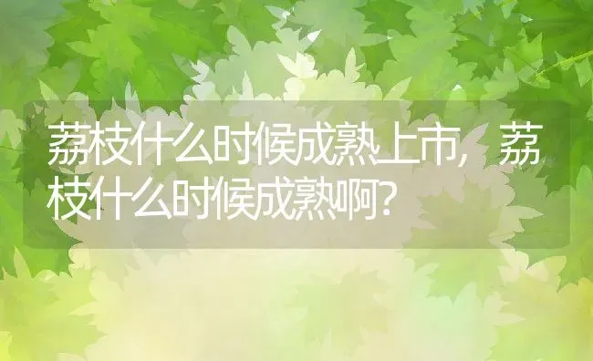 荔枝什么时候成熟上市,荔枝什么时候成熟啊？ | 养殖科普