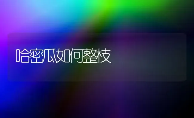 哈密瓜如何整枝 | 养殖技术大全