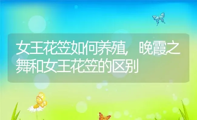 女王花笠如何养殖,晚霞之舞和女王花笠的区别 | 养殖学堂