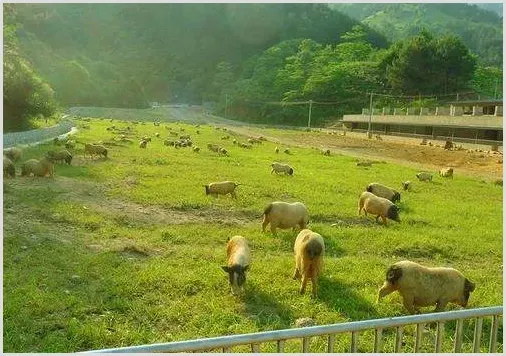 香猪养殖：香猪养殖场的建设 | 农广天地