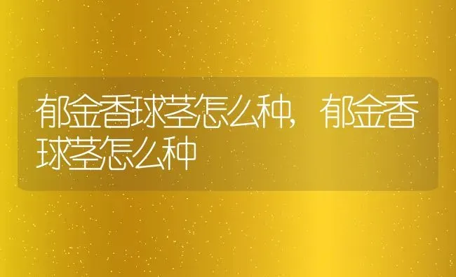 郁金香球茎怎么种,郁金香球茎怎么种 | 养殖科普