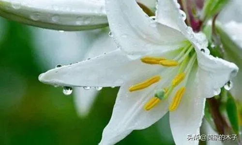 水养百合花怎么养开得更久,怎么让水培百合快速开花？