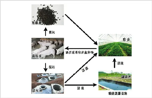 养殖污水的危害 畜禽养殖污水污染现状及防治建议 | 实用知识