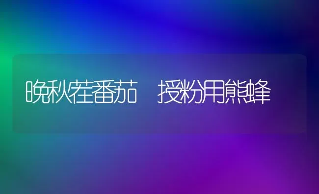 晚秋茬番茄 授粉用熊蜂 | 养殖技术大全