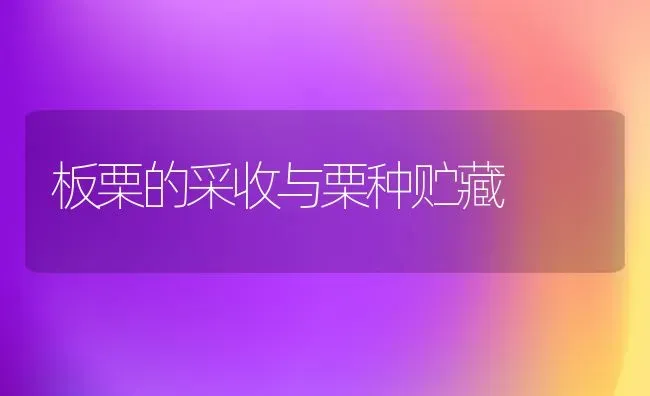 板栗的采收与栗种贮藏 | 养殖技术大全