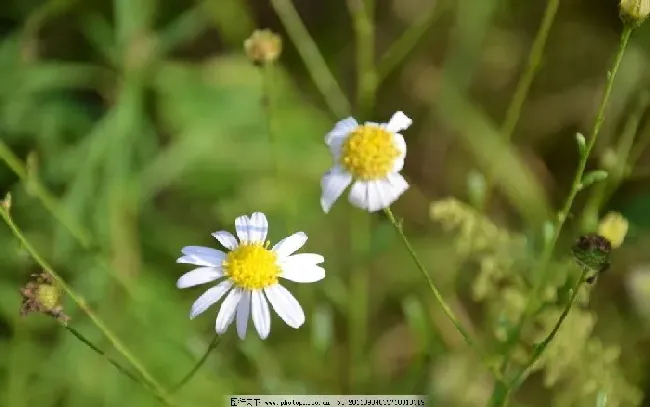 狗娃花的别名是什么,秋天里开白色的花分别有哪些？