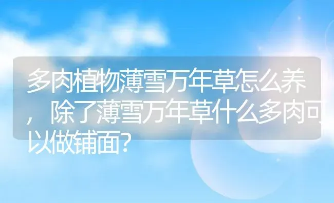 多肉植物薄雪万年草怎么养,除了薄雪万年草什么多肉可以做铺面？ | 养殖科普