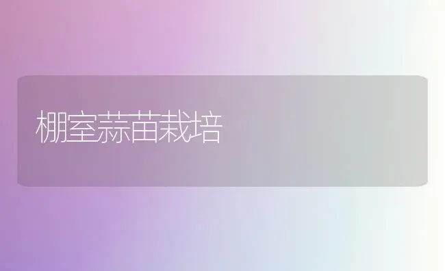 棚室蒜苗栽培 | 养殖技术大全