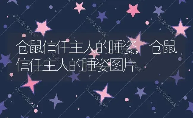 仓鼠信任主人的睡姿,仓鼠信任主人的睡姿图片 | 养殖科普