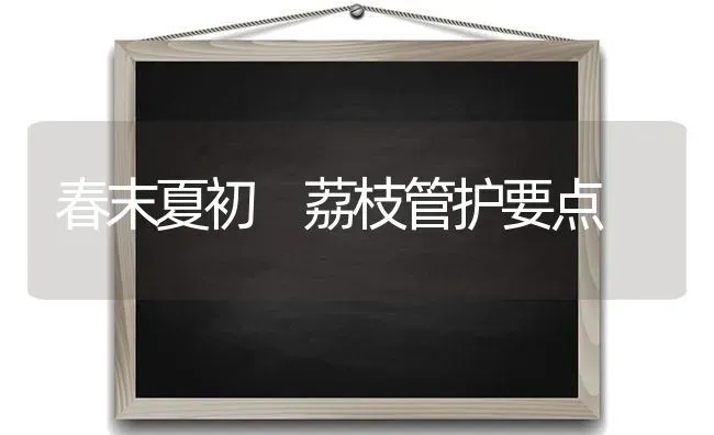 春末夏初 荔枝管护要点 | 养殖技术大全