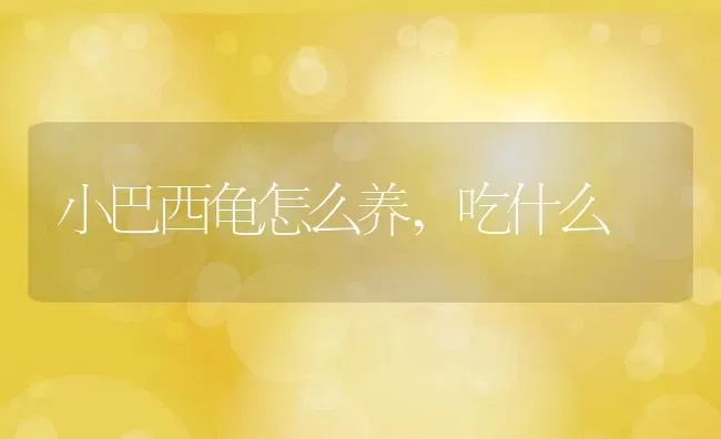 小巴西龟怎么养,吃什么 | 养殖资料