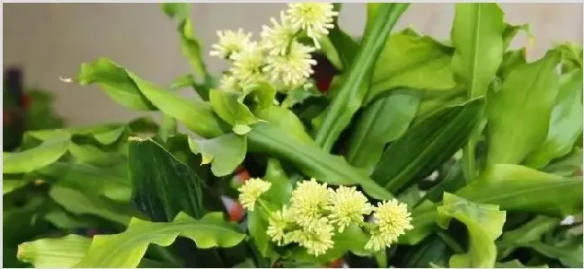 螺纹铁开花有毒吗 | 实用知识