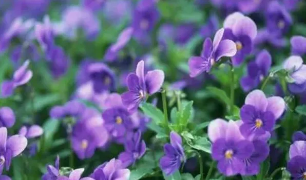 蝴蝶花几点开花时间 | 农广天地