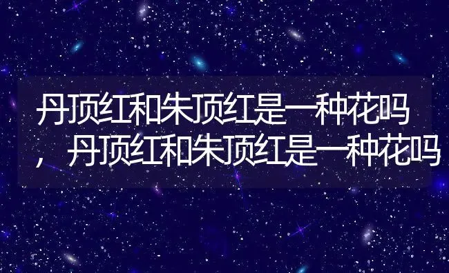 丹顶红和朱顶红是一种花吗,丹顶红和朱顶红是一种花吗 | 养殖科普