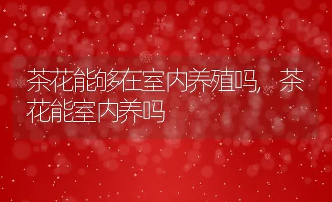 茶花能够在室内养殖吗,茶花能室内养吗 | 养殖学堂