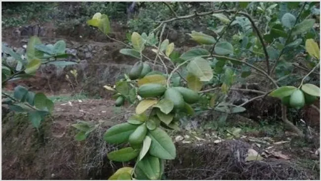 香水柠檬种植注意事项 | 生活妙招