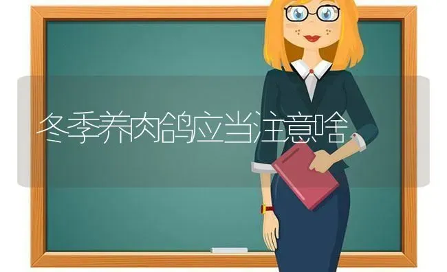 冬季养肉鸽应当注意啥 | 养殖知识