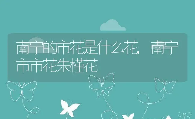 南宁的市花是什么花,南宁市市花朱槿花 | 养殖学堂