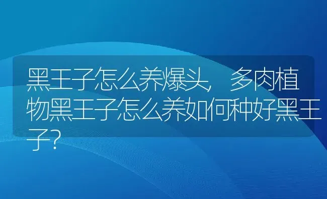 黑王子怎么养爆头,多肉植物黑王子怎么养如何种好黑王子？ | 养殖科普