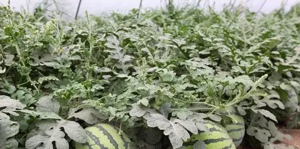 大棚西瓜种植与管理技术要点 | 实用知识