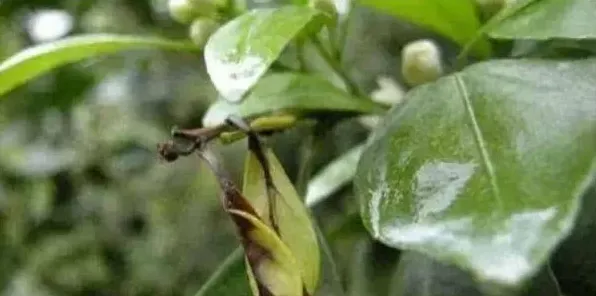 夏至前后柑橘幼树的管理技术要点 | 实用知识