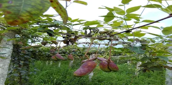 高产八月瓜怎么种植 种植技巧有哪些？ | 妙招大全