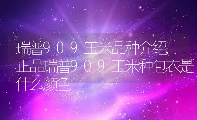 瑞普909玉米品种介绍,正品瑞普909玉米种包衣是什么颜色 | 养殖学堂