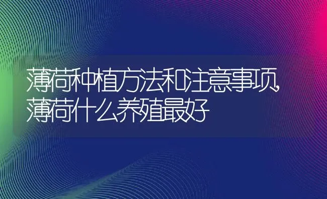 薄荷种植方法和注意事项,薄荷什么养殖最好 | 养殖学堂