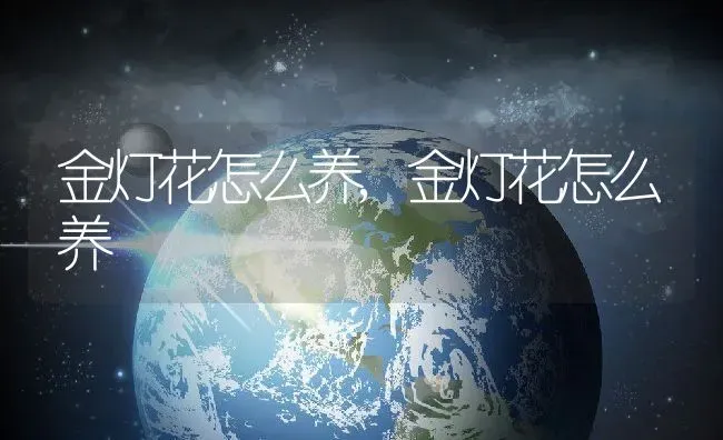 金灯花怎么养,金灯花怎么养 | 养殖科普