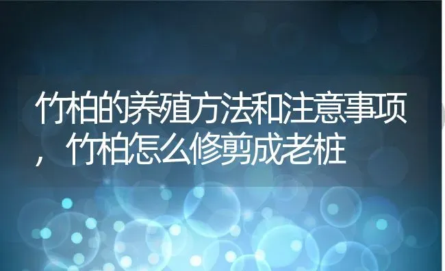 竹柏的养殖方法和注意事项,竹柏怎么修剪成老桩 | 养殖学堂