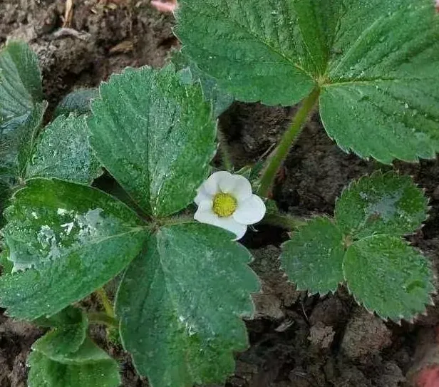 草莓的盆栽方法,草莓怎样种植？