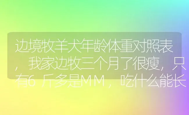 边境牧羊犬年龄体重对照表,我家边牧三个月了很瘦，只有6斤多是MM，吃什么能长胖点，求解？ | 养殖学堂