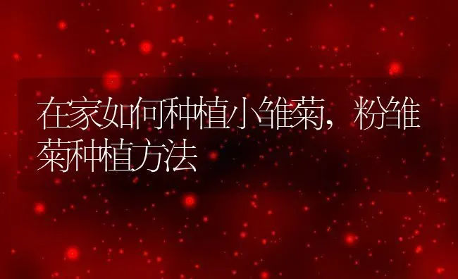 在家如何种植小雏菊,粉雏菊种植方法 | 养殖学堂