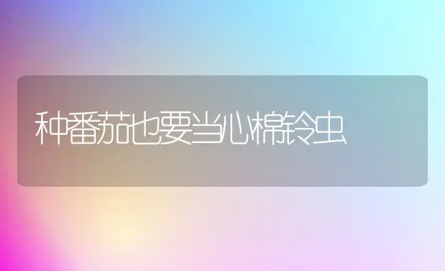 种番茄也要当心棉铃虫 | 养殖技术大全