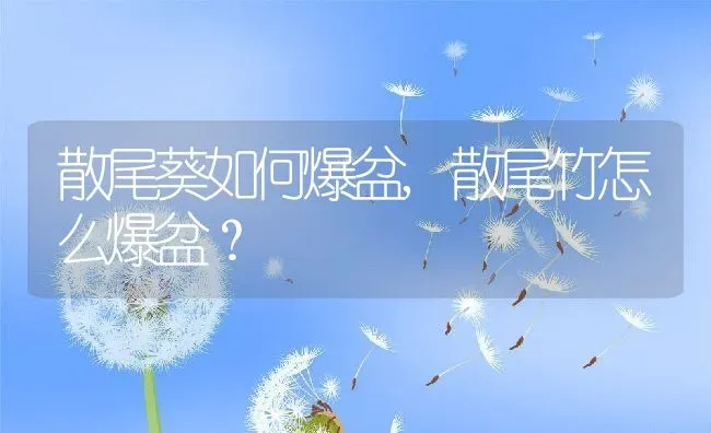 散尾葵如何爆盆,散尾竹怎么爆盆？ | 养殖学堂