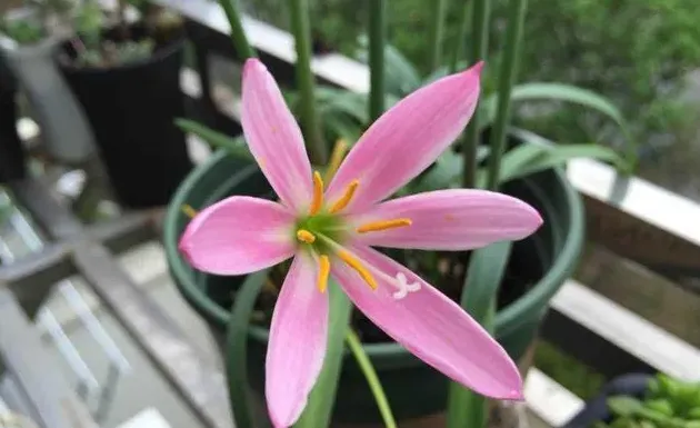 风雨兰什么时候种最好,风雨兰最佳种植时间和方法？