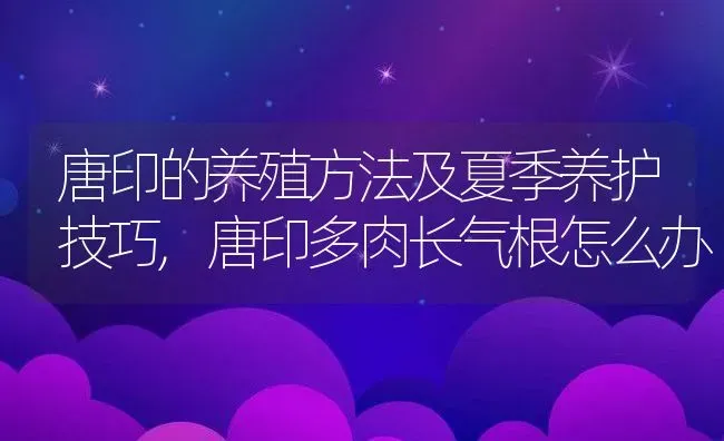 唐印的养殖方法及夏季养护技巧,唐印多肉长气根怎么办 | 养殖学堂