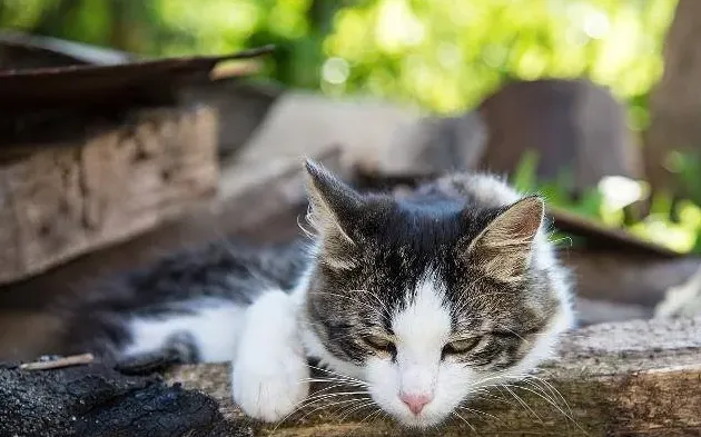 纯黑的猫一般人养不了,为什么很少有人养黑色的猫？