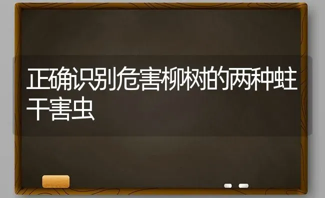 正确识别危害柳树的两种蛀干害虫 | 养殖技术大全