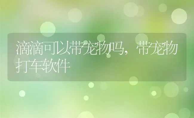 滴滴可以带宠物吗,带宠物打车软件 | 养殖资料