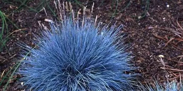 蓝羊芧养殖方法及管理技巧 | 妙招大全