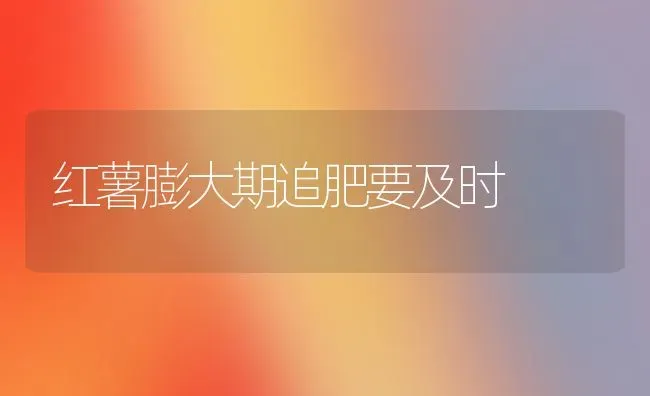 红薯膨大期追肥要及时 | 养殖知识