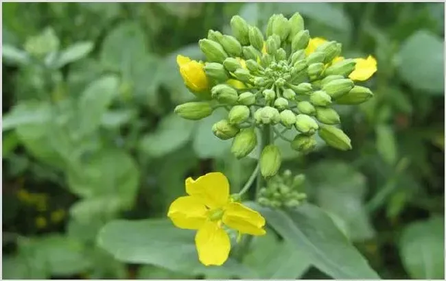 春季有哪些主要蜜源植物？ | 生活妙招