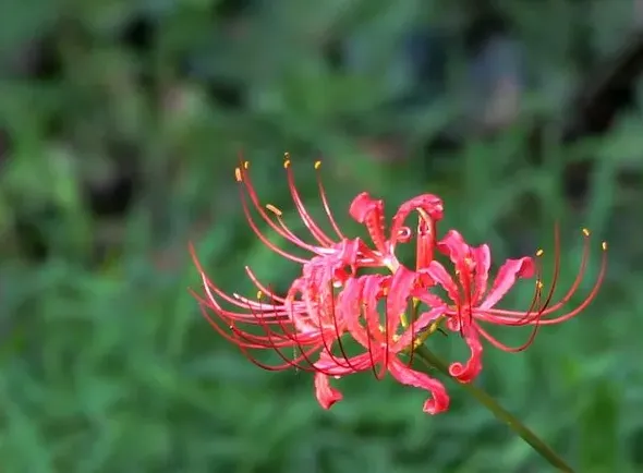 石蒜花为什么叫死人花,石蒜花的特点石蒜花的详细介绍？