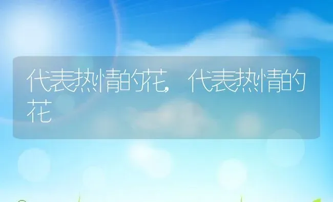 代表热情的花,代表热情的花 | 养殖科普