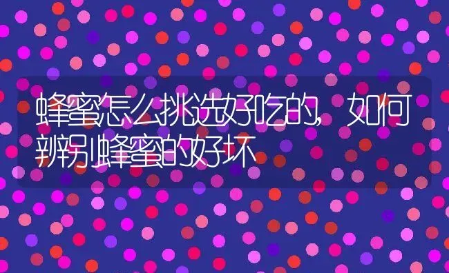蜂蜜怎么挑选好吃的,如何辨别蜂蜜的好坏 | 养殖学堂