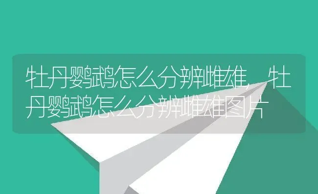 牡丹鹦鹉怎么分辨雌雄,牡丹鹦鹉怎么分辨雌雄图片 | 养殖科普