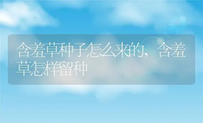 含羞草种子怎么来的,含羞草怎样留种 | 养殖学堂