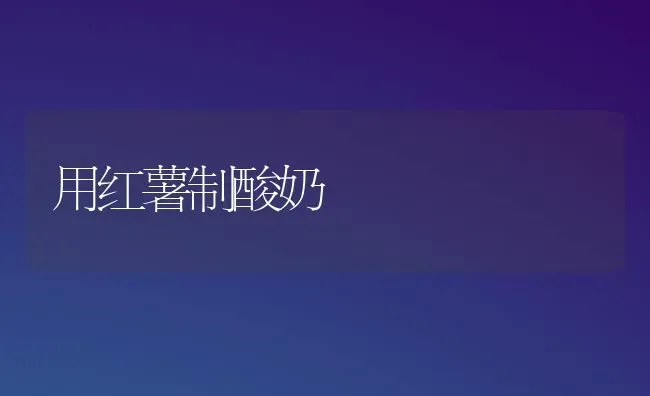 用红薯制酸奶 | 养殖知识